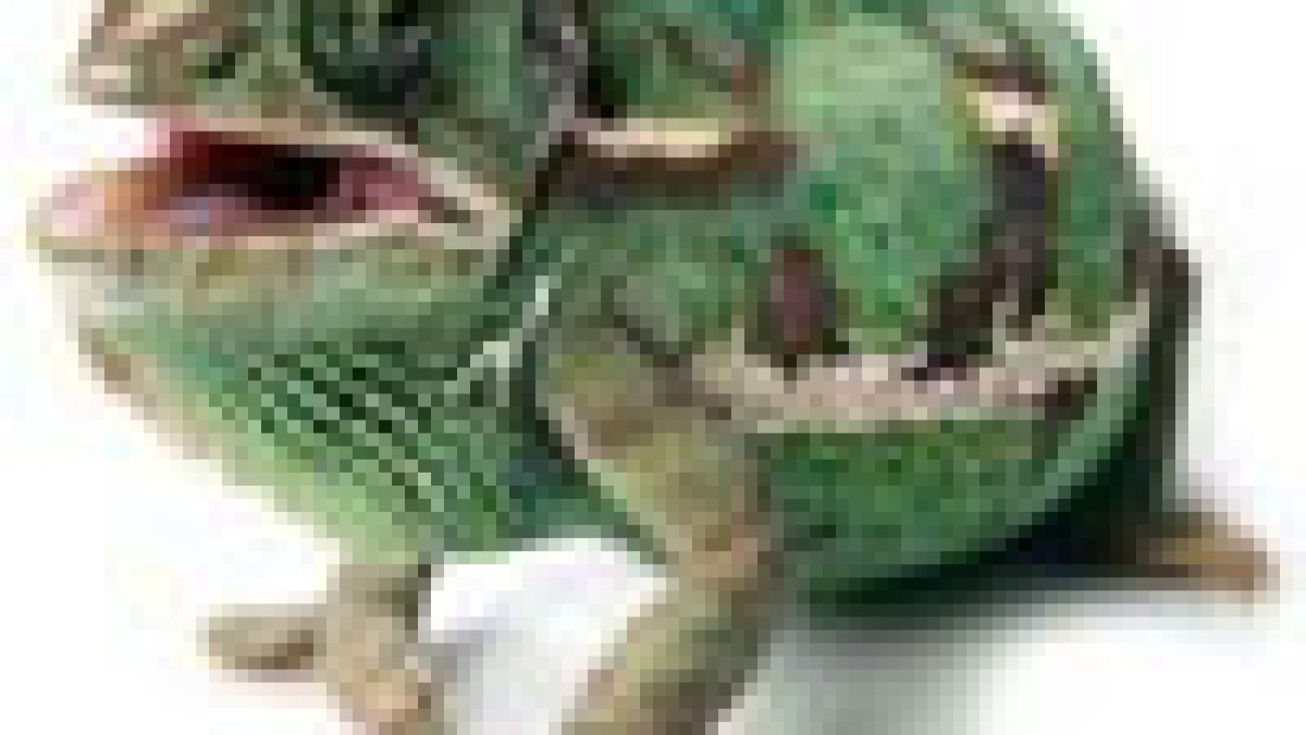 kameleon.jpg kameleon.jpg