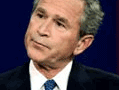 bush.png