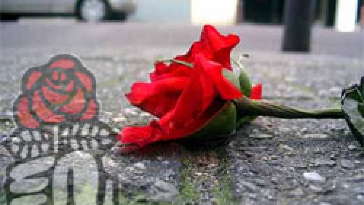 rosesocialiste.jpg rosesocialiste.jpg