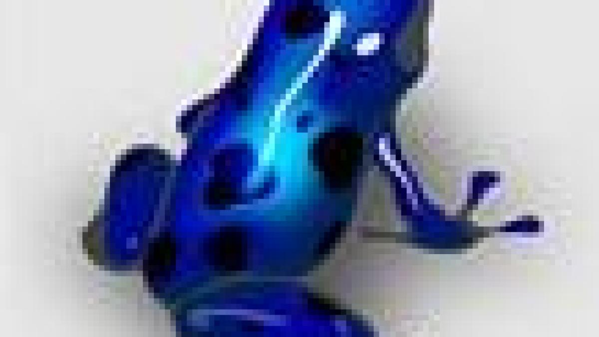 azureus.jpg azureus.jpg