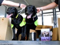 labrador_500_rts_500.jpg
