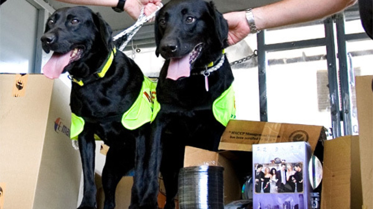 labrador_500_rts_500.jpg labrador_500_rts_500.jpg