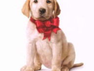 marley-me-poster.jpg