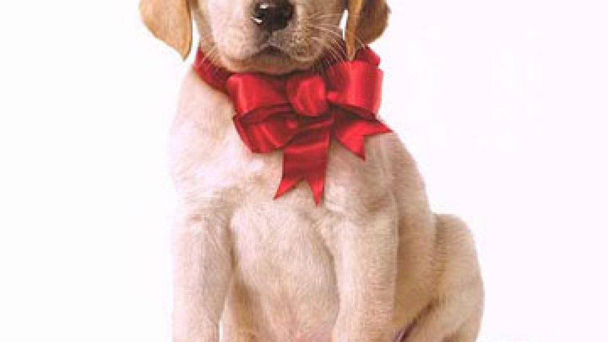 marley-me-poster.jpg marley-me-poster.jpg