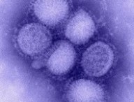 h1n1.jpg
