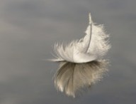 feather.jpg