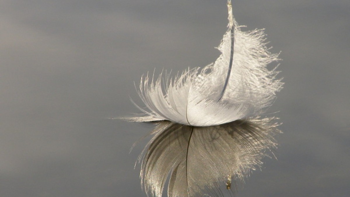 feather.jpg feather.jpg