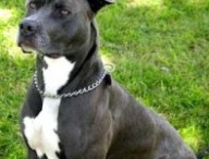pitbull2.jpg