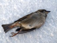 deadbird070216.jpg