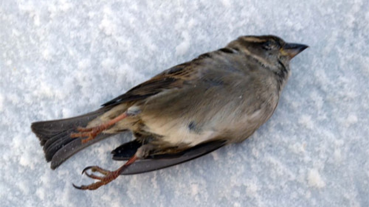 deadbird070216.jpg deadbird070216.jpg