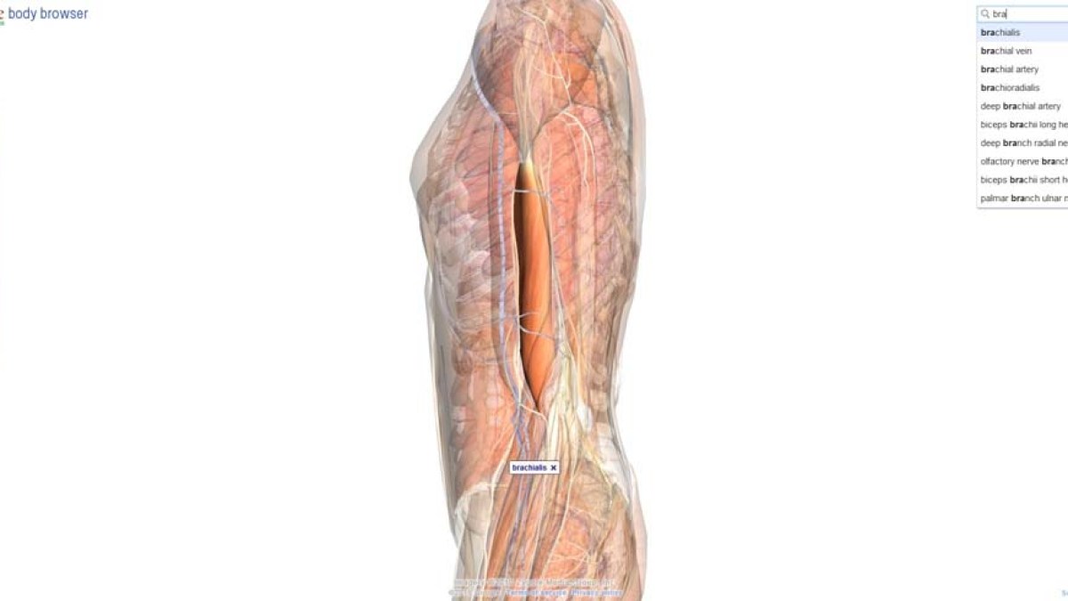 googlebody.jpg googlebody.jpg