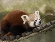 red_panda.jpg