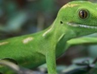 gecko.jpg