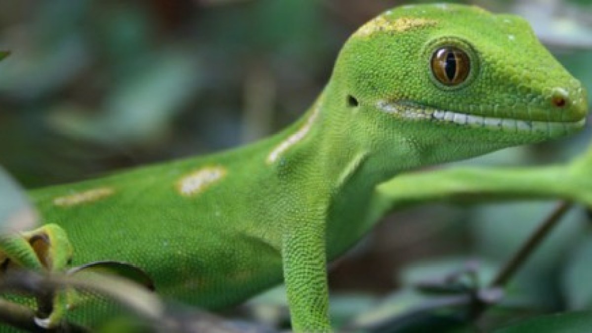gecko.jpg gecko.jpg