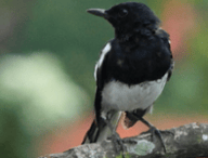oiseau.png
