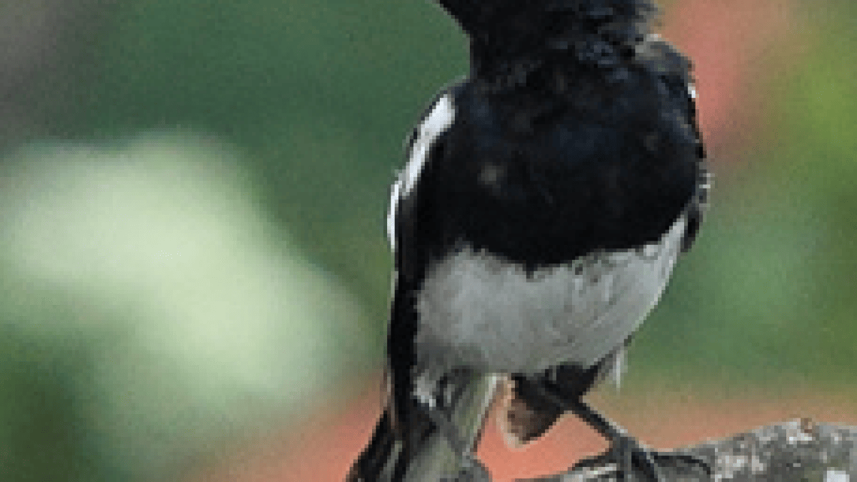 oiseau.png oiseau.png