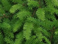 noel-arbre