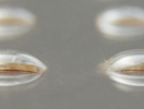 tactus-boutons.png