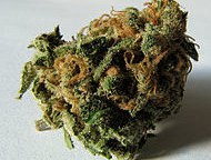 cannabis.jpg