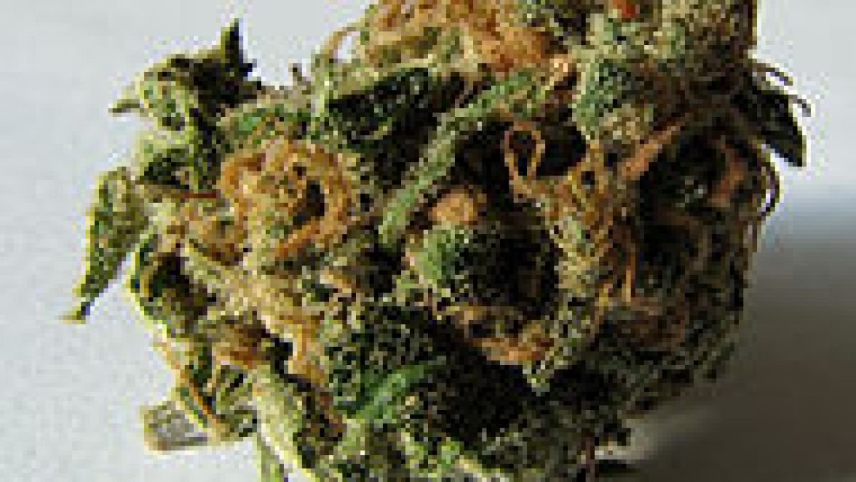 cannabis.jpg cannabis.jpg