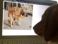 chiens-sex.png