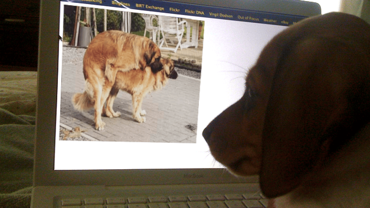 chiens-sex.png chiens-sex.png