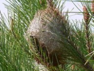 300px-nid_de_chenilles_processionnaires_du_pin.jpg