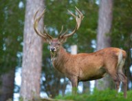 cerf.jpg