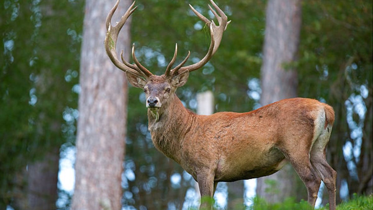 cerf.jpg cerf.jpg