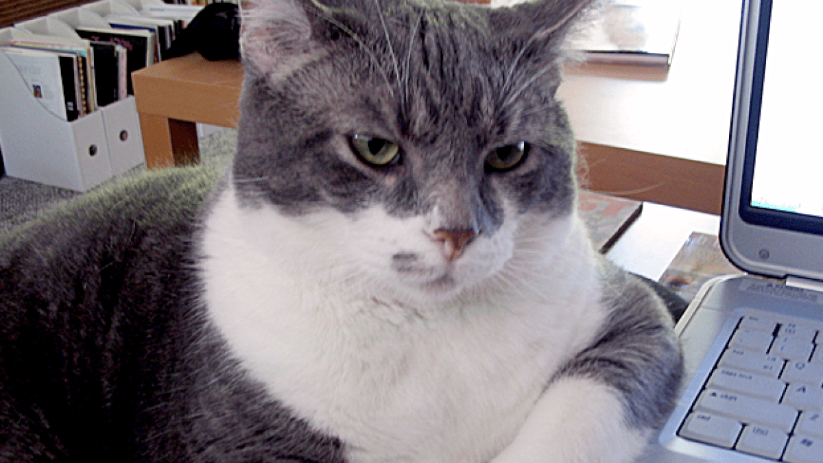 journalisteamateur.png journalisteamateur.png