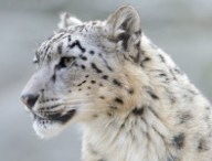 snowleopard.jpg