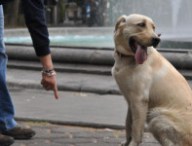 chien-ordre-675.jpg