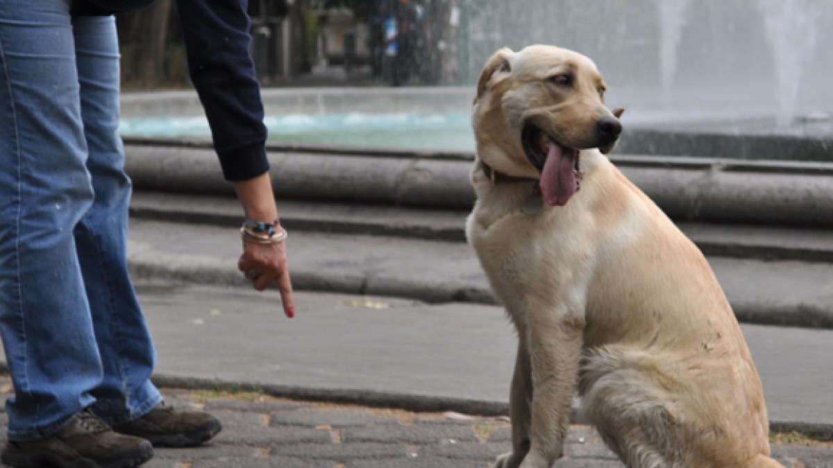 chien-ordre-675.jpg chien-ordre-675.jpg
