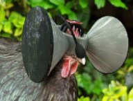 poulet-virtuel.jpg