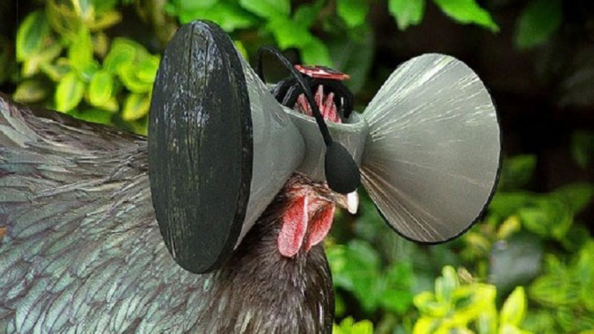 poulet-virtuel.jpg poulet-virtuel.jpg