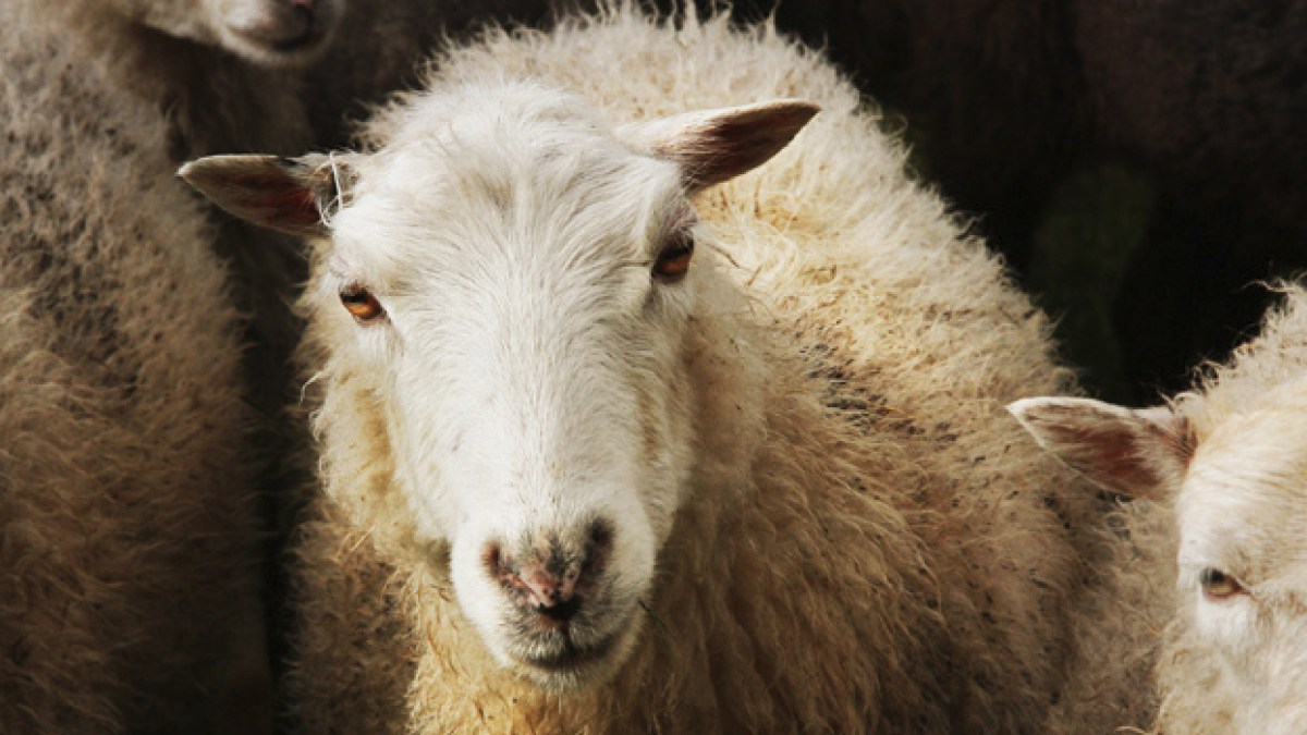 rfid-moutons.jpg rfid-moutons.jpg