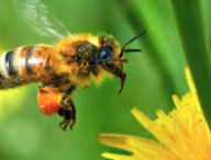 honeypot.jpg