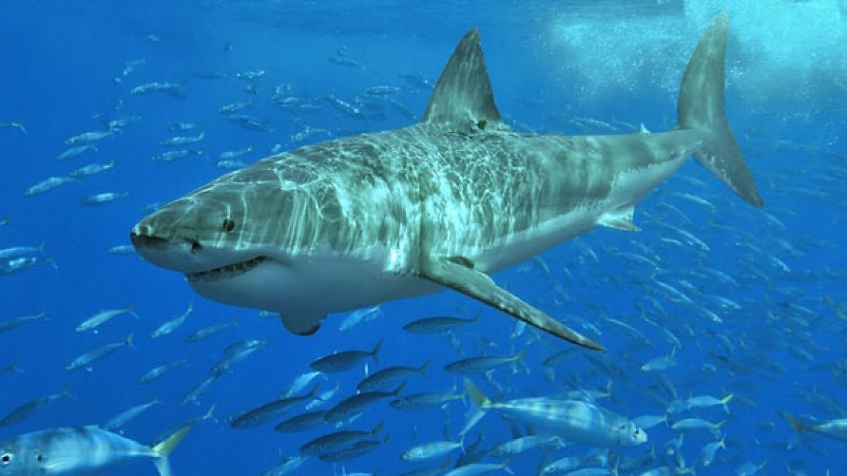 white_shark.jpg white_shark.jpg