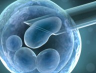 ovocytes.jpg