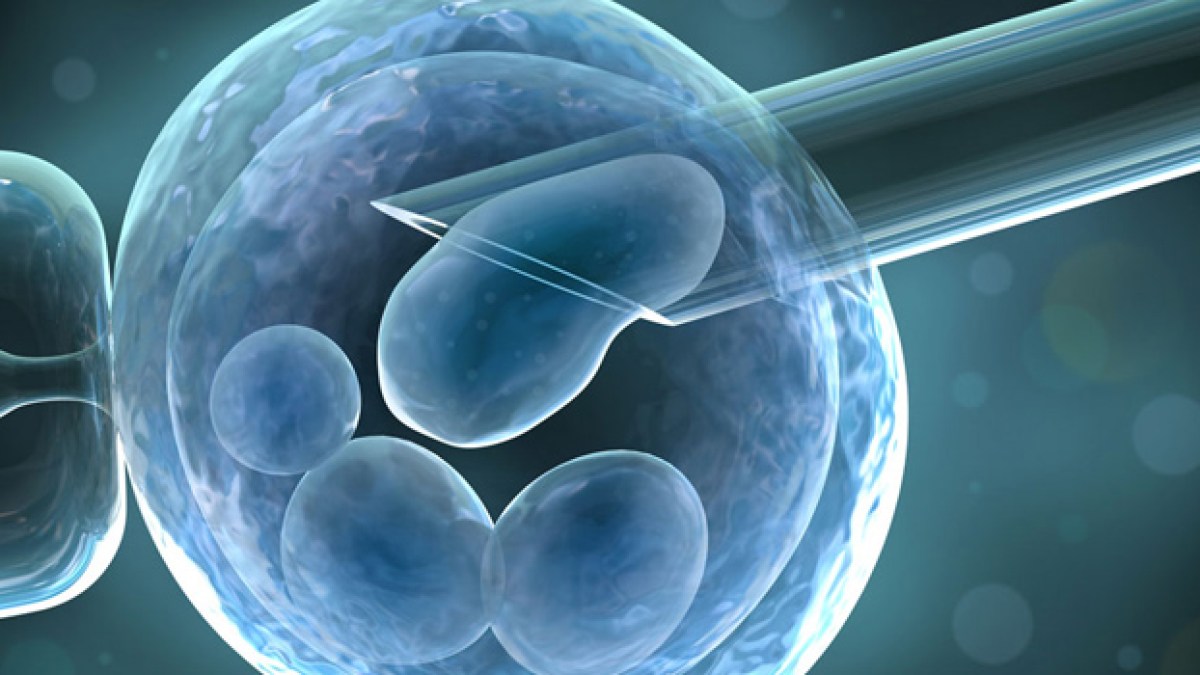 ovocytes.jpg ovocytes.jpg