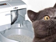 catgenius.jpg