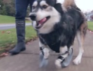 chien-protheses.jpg