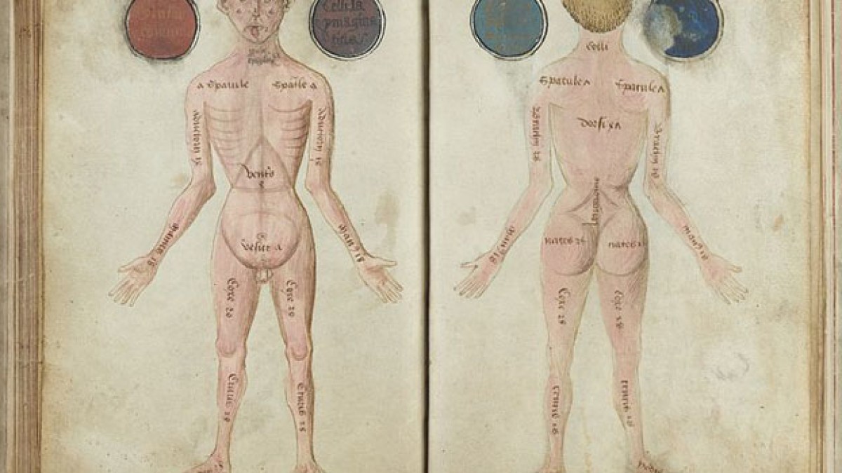 anatomie15e.jpg anatomie15e.jpg