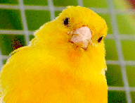 canari-cage.gif