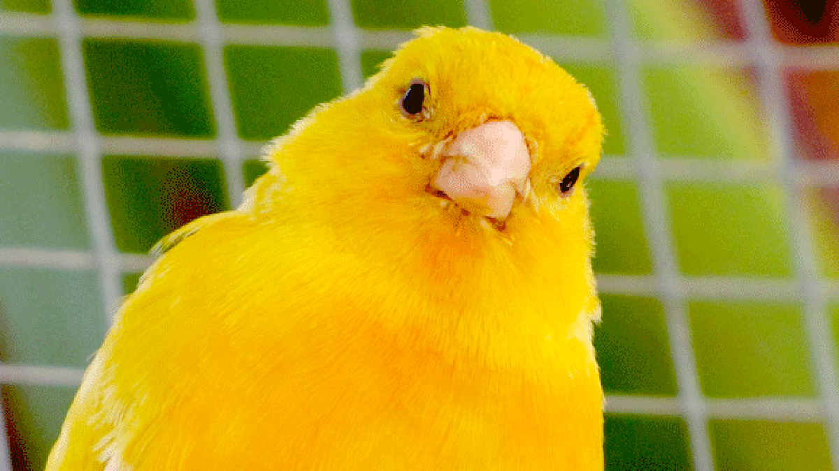 canari-cage.gif canari-cage.gif