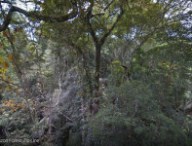 streetviewamazonie.jpg