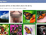 papillon-facebook-675.gif