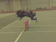 cheetahsaut.jpg