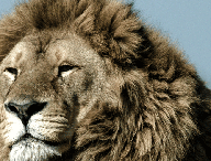 photo-lion.gif
