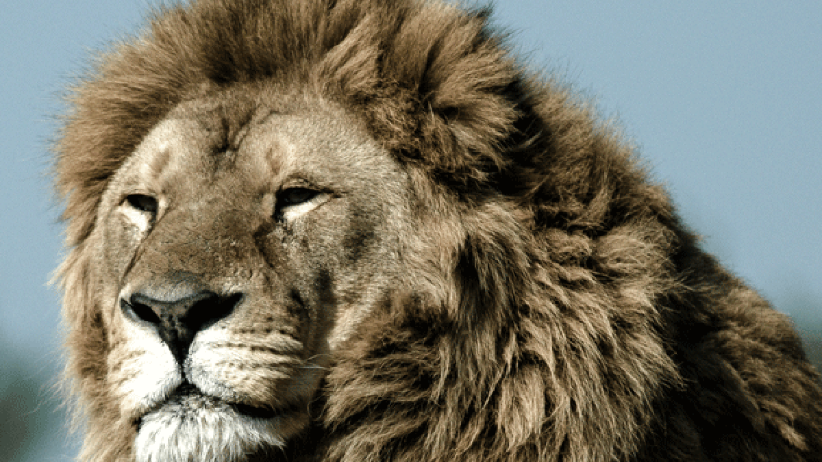photo-lion.gif photo-lion.gif